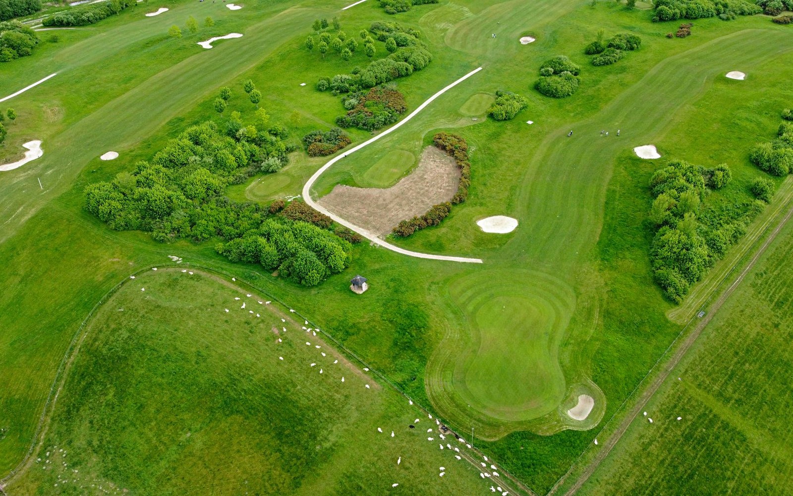 Aerial view of a golf course with sand bunkers, greens and grazing sheep nearby